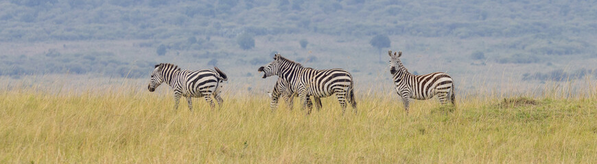 Obraz premium Herd of Plains Zebra in Masai Mara National Park in East Africa Kenya KEN