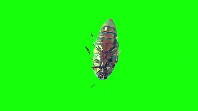 Metallic jewel beetle flying on green screen background