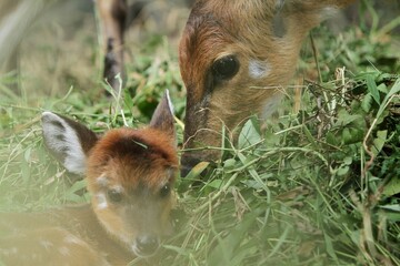 Naklejka premium a mother sitatunga is seen taking care of her child