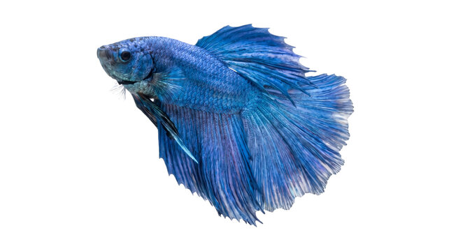 Vibrant blue siamese fighting fish showing long decorative fins isolated on transparent background cutout.