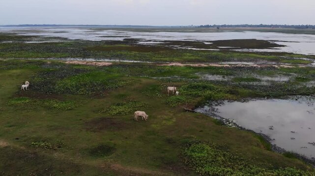Serene wetland landscape with lush green grass and calm water.