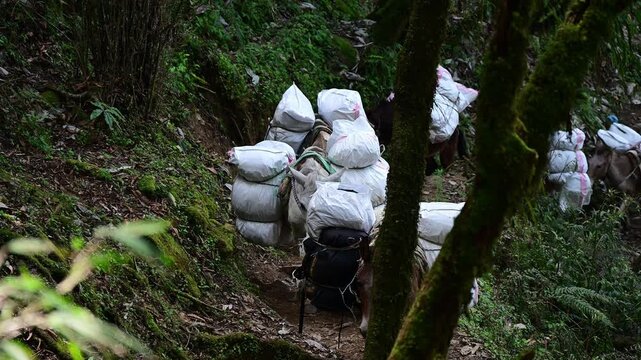 Mules while carrying tourist stuff in rural area of Nepal. Mules can carrying and transport supplies over mountainous trails.