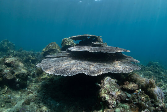 Large Table Coral Formation on Tropical Reef, Amed Bali Indonesia