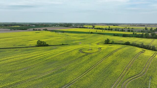 Aerial farms summer yellow Rapeseed Poland descend 4K. rural agricultural landscape. Bright yellow Rape seed canola oil plants. Farming economy food vegetable oil biodiesel production.