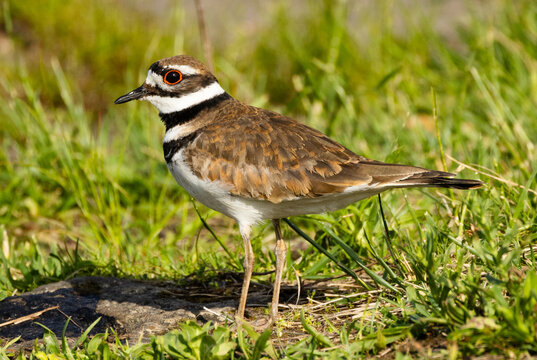 Close-up Portrait of a Killdeer (Charadrius vociferus) on a Bright Sunny Day