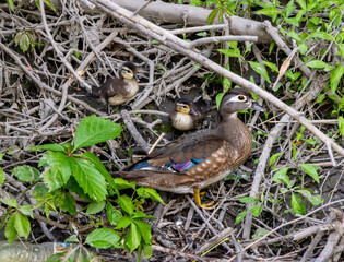 Fototapeta premium Female Wood Duck (Aix sponsa) With Goslings Hiding In Brush