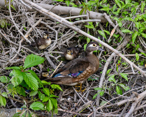 Obraz premium Female Wood Duck (Aix sponsa) Hiding With Babies In Riverbank