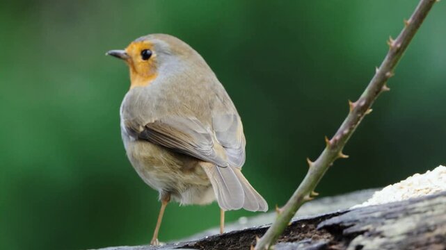 robin perched on a fence