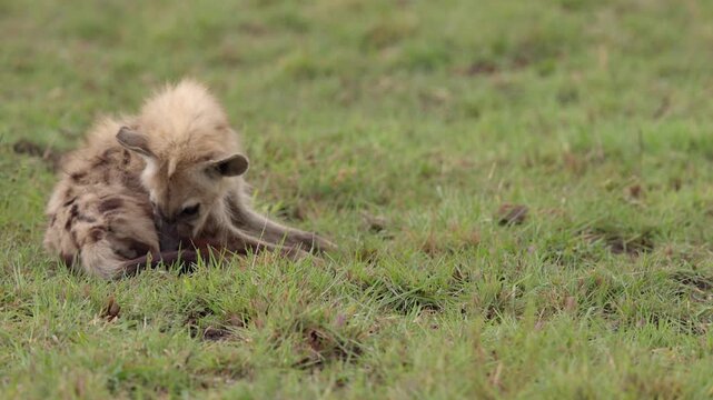 Juvenile Spotted hyena grooms fur on green short grass savanna, closeup