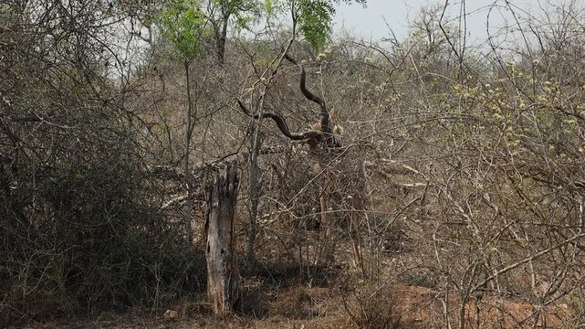 Lone Kudu antelope rubs spiral horns on young tree on dry savanna