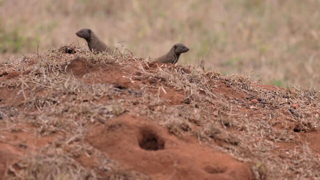 Two Dwarf mongoose sit atop mounded den on South African savanna
