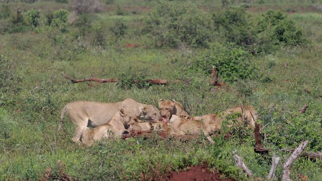 Pride of lions scrap while feeding on recent antelope kill on savanna