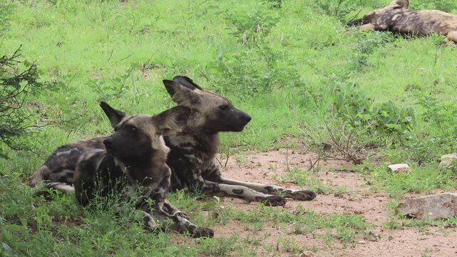 Closeup: African wild dogs relax on green grassland savanna on hot day