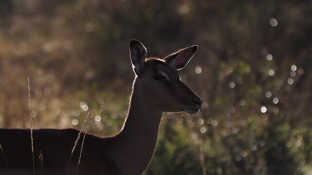 Backlit closeup of female impala antelope on golden savanna, rim light