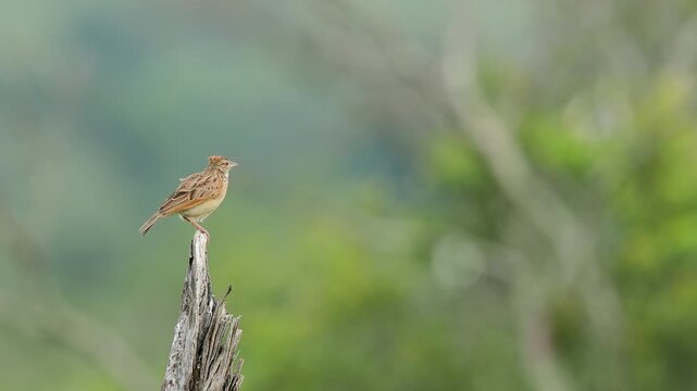 Rufous-naped Lark calls from perch on wood stump against forest bokeh