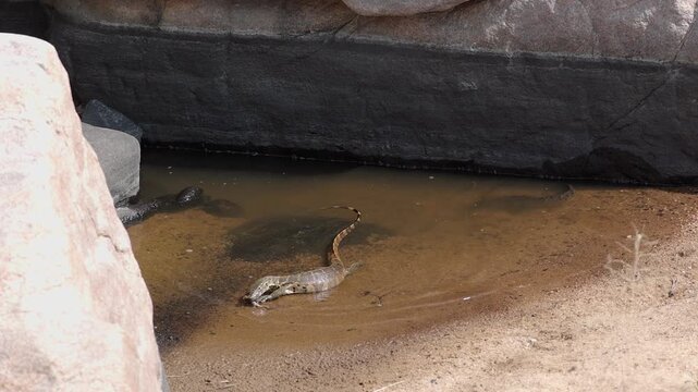 Water monitor lizard surfaces with prey in mouth, large catfish swims