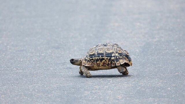 Cute Leopard tortoise carries carapace across paved road in Kruger NP