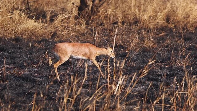 Small male steenbok antelope walks through grassland at golden hour