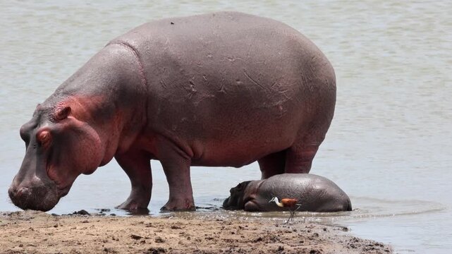 Baby hippo plops down in shallow river water by mom and small jacana