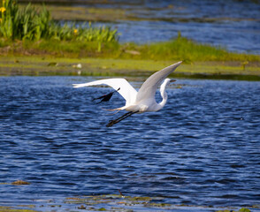 Fototapeta premium Red-winged Blackbird (Agelaius phoeniceus) Harassing a Great Egret (Ardea alba)