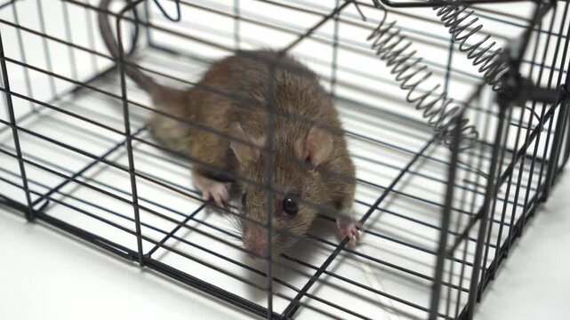 Captured rat moves inside a metal cage on a clean white indoor surface
