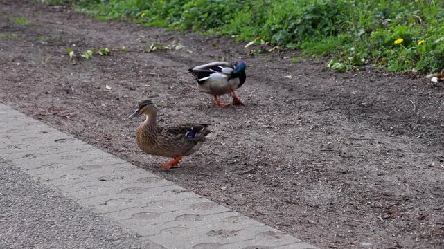 Video of ducks waddling around.