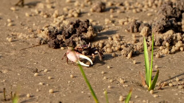 Fiddler crab eating in the sand