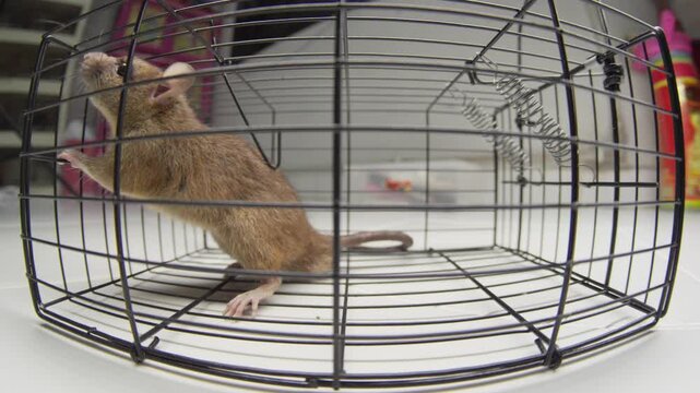 Mouse Captured Trapped in Cage Close-Up, Rodent Pest Control Concept