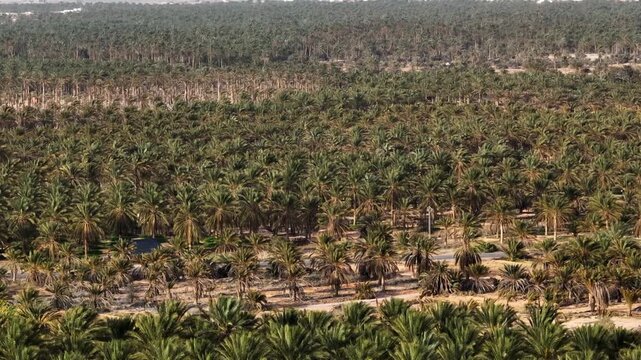 High aerial perspective of a massive date palm plantation in a desert oasis. Agricultural pattern and sustainable farming in the arid environment of southern Tunisia, North Africa