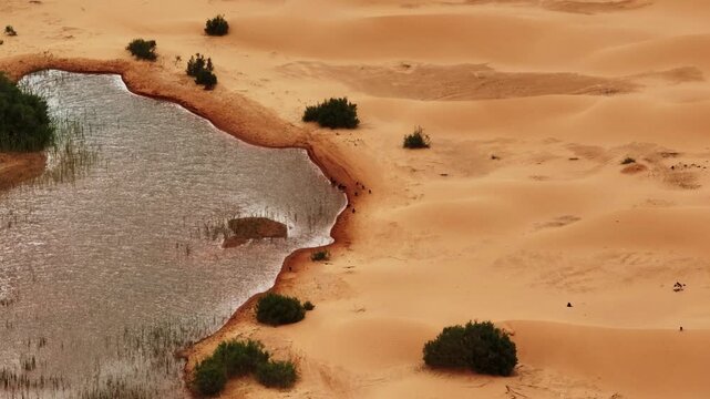 Aerial drone perspective of a desert lake and oasis in the Sahara at sunset. Migratory birds flying over the water and sand dunes in the remote desert of southern Tunisia