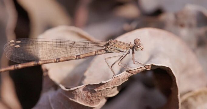 A brown damselfly lands gently on a dried leaf scattered on the ground during the peak summer heat.