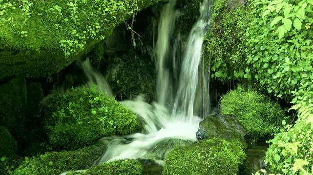 苔と流れ