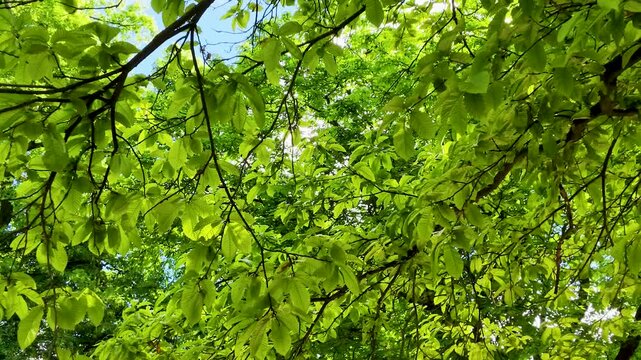 Lush Green Tree Canopy Swaying Under a Bright Blue Summer Sky
