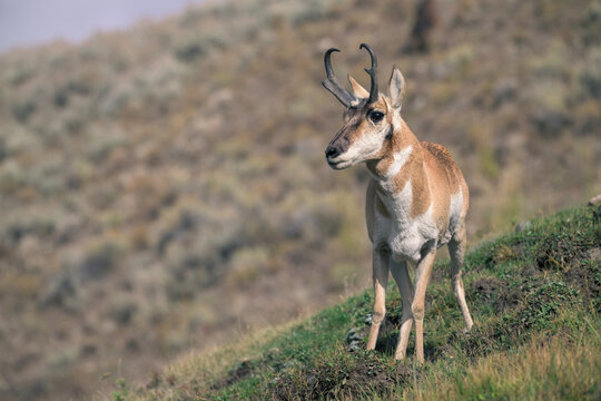 Male Pronghorn Standing on a Grassy Hillside in Yellowstone