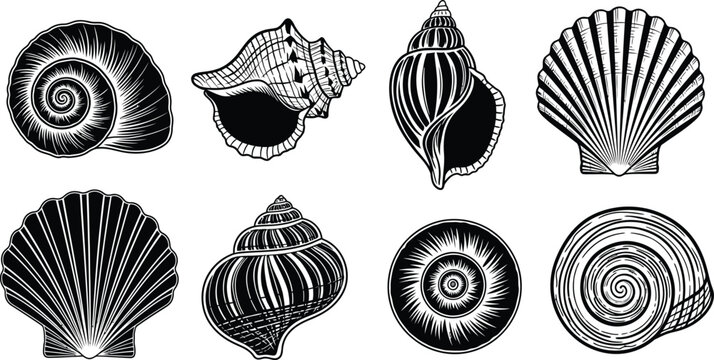 Collection of black and white line of various seashells and spiral shells nautilus conch