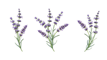 Watercolor lavender clipart with purple flower sprigs and botanical stems. Hand painted floral illustration elements for wedding stationery, cosmetics branding, packaging and house decor © anitapol