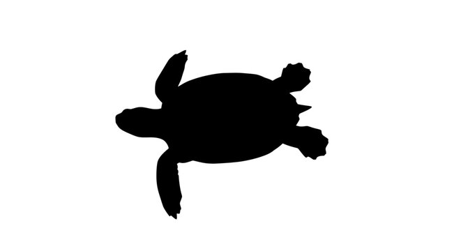Silhouette of a Sea Turtle Against White Background