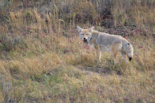 Coyote holding a rodent in its jaws