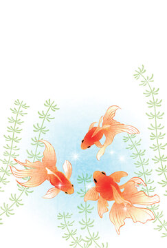 金魚水草」の写真素材 | 15,348件の無料イラスト画像 | Adobe Stock