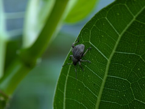Detailed macro photograph of a gray weevil beetle resting on a textured green leaf with soft bokeh background, highlighting insect wildlife, biodiversity, and natural ecosystem concepts.