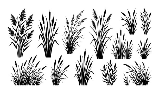 Wild cattails and riverbank reed silhouette vector isolated on white background