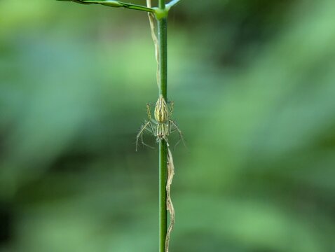 Detailed macro photograph of a green lynx spider on a slender plant stem with soft green bokeh background, showcasing arachnid behavior, camouflage, biodiversity, and ecosystem concepts.