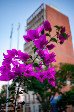  planta Bougainvillea