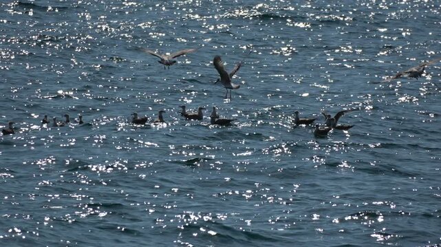 Seabirds flock ocean water flying feeding skimming the glistening dark blue surface waves on a sunny day.