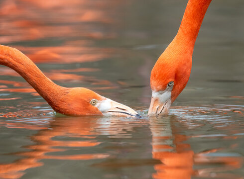 flamingo pair with beaks in water and eyes near the surface for a unique shot