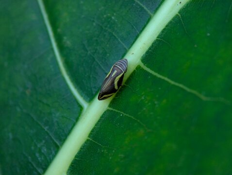 Close-up macro photograph of a leafhopper perched on a green leaf vein, showcasing intricate markings, natural camouflage, and fine botanical textures in a tropical environment.