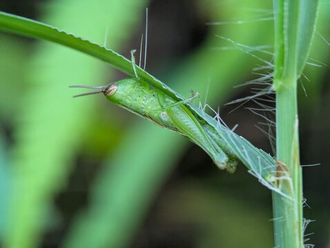 Macro close-up of a green grasshopper resting along a grass blade, highlighting natural camouflage, fine insect details, and a soft green background in a natural habitat.
