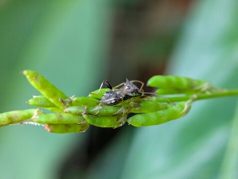 Detailed macro photograph of a leaf footed bug perched on fresh green plant buds, highlighting natural camouflage, insect anatomy, and biodiversity in a tropical garden setting.