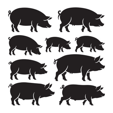 Assortment of domestic pig silhouettes showing different breeds with farm animal, silhouette