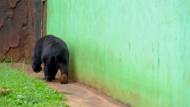 Sun bear walking in a zoo enclosure. Showing its long claws and facial features.